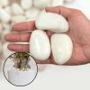 38 lbs White River Rocks, 2-3 inch Polished Pebbles - Versatile for indoor/outdoor use. Ideal for plant decor, vases, aquariums